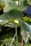 Yellow pond-lily